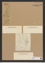 Rutilaria radiata Grove et Sturt. (de-Toni-Nr.: Genus 170, Species 4298) Zeichnungen Sammlung Grunow Nr. 7865 (NHMW-BOT-W0377121)